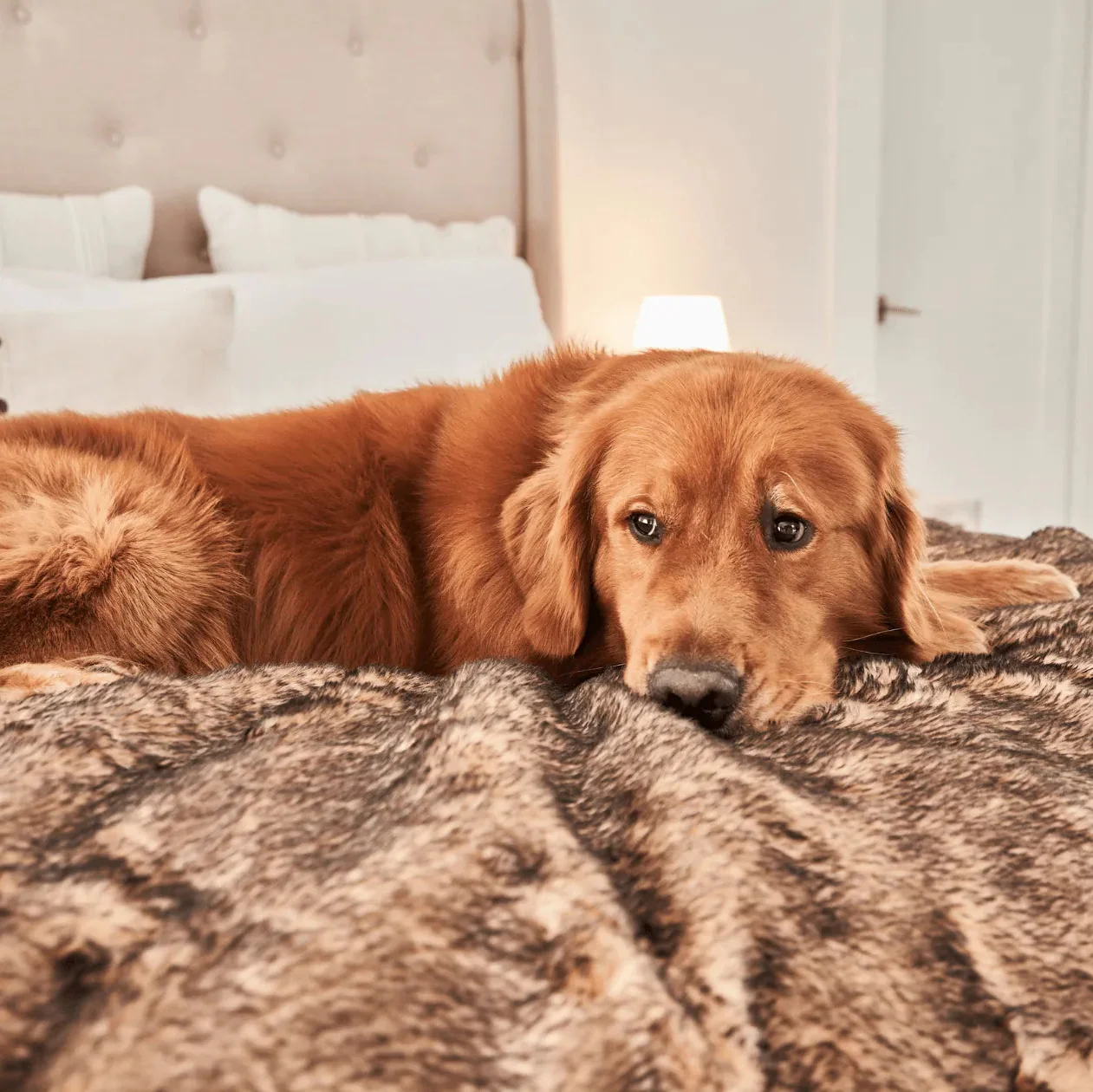 PupProtector™ Short Fur Waterproof Throw Blanket - Sable Tan - Image 9