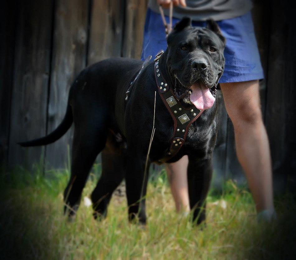 The "Eros" Dog Harness. Brown - Image 2