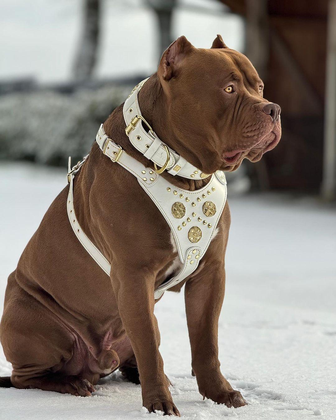 The "Maximus" Dog Collar 2.5-inch Wide. White & Gold - Image 5